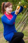 Gardener Girl Picking Fresh Orange Stock Photo