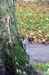 Grey Squirrel (sciurus Carolinensis) Stock Photo