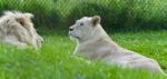 Photo Of A Pair Of White Lions Laying Together Stock Photo