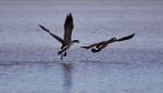 Beautiful Picture With Canada Geese In Flight Stock Photo