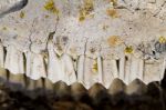 Jaw With Teeth Of Sheep Stock Photo