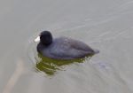 The Coot Stock Photo