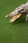 Crocodile Head With Open Jaws Closeup Stock Photo