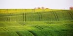 Spring Green Fields On Hills. Agriculture Wavy Spring View. Spri Stock Photo