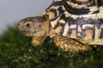 Close Up View Of A Cute And Small Leopard Tortoise Stock Photo