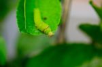 Green Caterpillar Pest Eating On Green Leaf Stock Photo