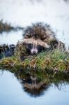 Raccoon Dog On A Hummock On A Swamp Stock Photo