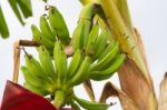 Green Bananas In The Organic Garden Plant Stock Photo