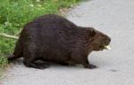 Isolated Photo Of A Canadian Beaver Stock Photo