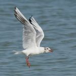 White Seagull With Fish Stock Photo