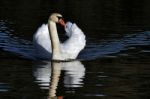 Mute Swan (cygnus Olor) At Warnham Nature Reserve Stock Photo