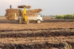 Harvesting Sugar Canes Stock Photo