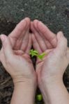 Tamarind Sprout In Human Hands Stock Photo