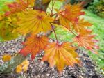 Acer Shirasawanum Cv Aureum In Autumn Colours Stock Photo