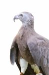 Lesser Fish Eagle ( Ichthyophaga Humili ) Stock Photo