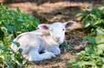 Lying Lamb Between Nettle Plants Stock Photo