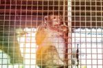 Monkey Inside A Cage With Shining From Behind Stock Photo