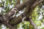 Kookaburra In A Tree Stock Photo