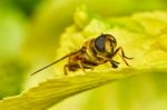 Bee On Yellow Leaves Stock Photo