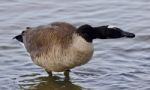 Beautiful Isolated Picture With A Funny Canada Goose In The Lake Stock Photo