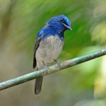 Male Hainan Blue Flycatcher Stock Photo