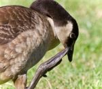 Isolated Photo Of A Canada Goose Cleaning Feathers Stock Photo