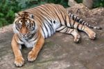 Sumatran Tiger (panthera Tigris Sumatrae) Stock Photo