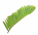 Zamia Furfuracea Leaf Or Cardboard Palm Leaf Isolated On White Background Stock Photo
