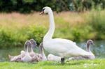 White Mother Swan With Young Chicks Stock Photo