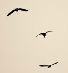 Isolated Image Of Three Canada Geese Flying Stock Photo