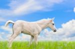 White Horse Foal In Grass On Sky Background Stock Photo