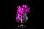 Beautiful Purple Orchid Flower On Black Stock Photo