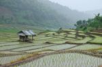 Transplant Rice Seedlings Stock Photo