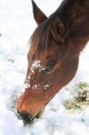 Horse Eating The Snow Stock Photo