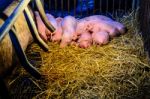 Newborn Pigs Sleeping On The Straw Stock Photo