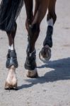 Horse Legs On Dirt Stock Photo