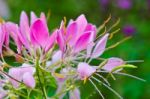 Close Up Pink Cleome Flowers Filled With Dew Drops Stock Photo