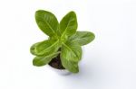 Young Green Flower Plant On White Background Stock Photo