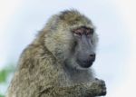 Postcard With A Funny Baboon Looking Aside Stock Photo