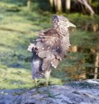 Background With A Funny Black-crowned Night Heron Shaking Her Feathers On A Rock Stock Photo