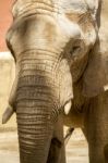 African Elephant On A Zoo Stock Photo
