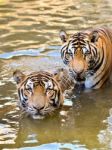 Bengal Tiger Stock Photo