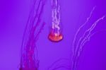 Amazing Jellyfish Stock Photo