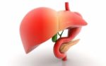 Stomach Liver And Pancreas Stock Photo