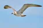 Common Gull In Flight Stock Photo