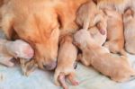 Group Of First Day Golden Retriever Puppies Natural Shot Stock Photo