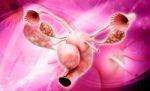 Female Reproductive System Stock Photo