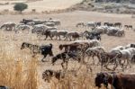 Polis, Cyprus/greece - July 23 : A Herd Of Goats In Polis Cyprus Stock Photo