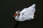 White Duck Swimming On A Pond Stock Photo