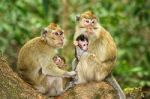 Monkey Family Stock Photo